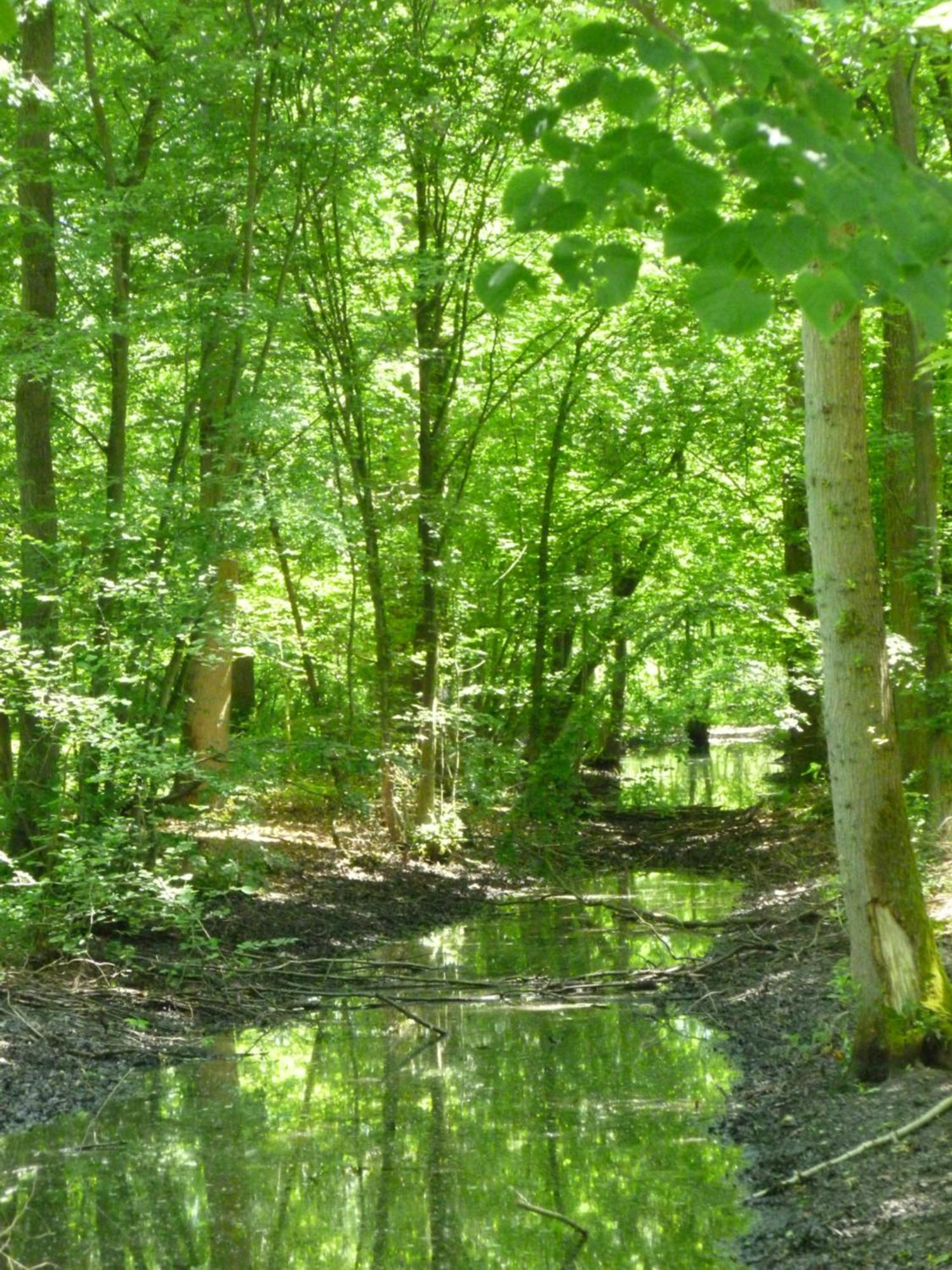 Beuvry-la-Foret Le Chalet De La Longere מראה חיצוני תמונה